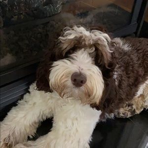 Meet your Posher, Vanessa